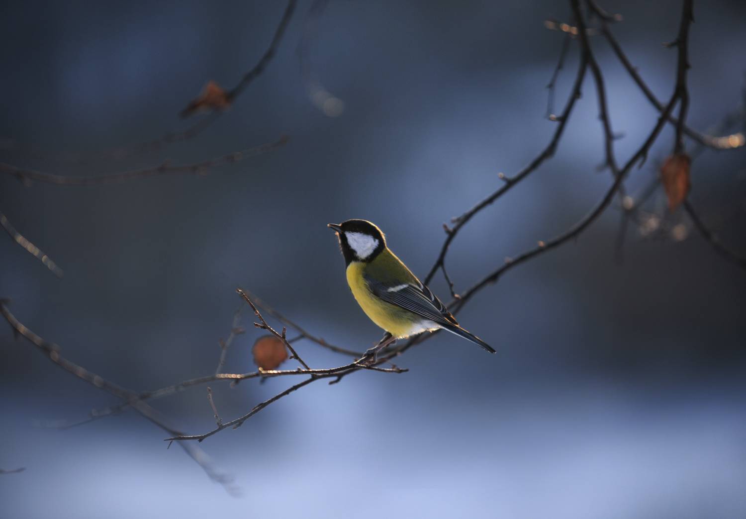 лес, свет, утро, природа, синица, птицы, Баранов Олег