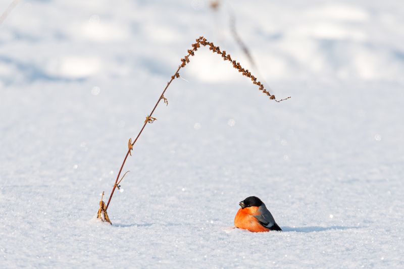 Снегирь фото превью