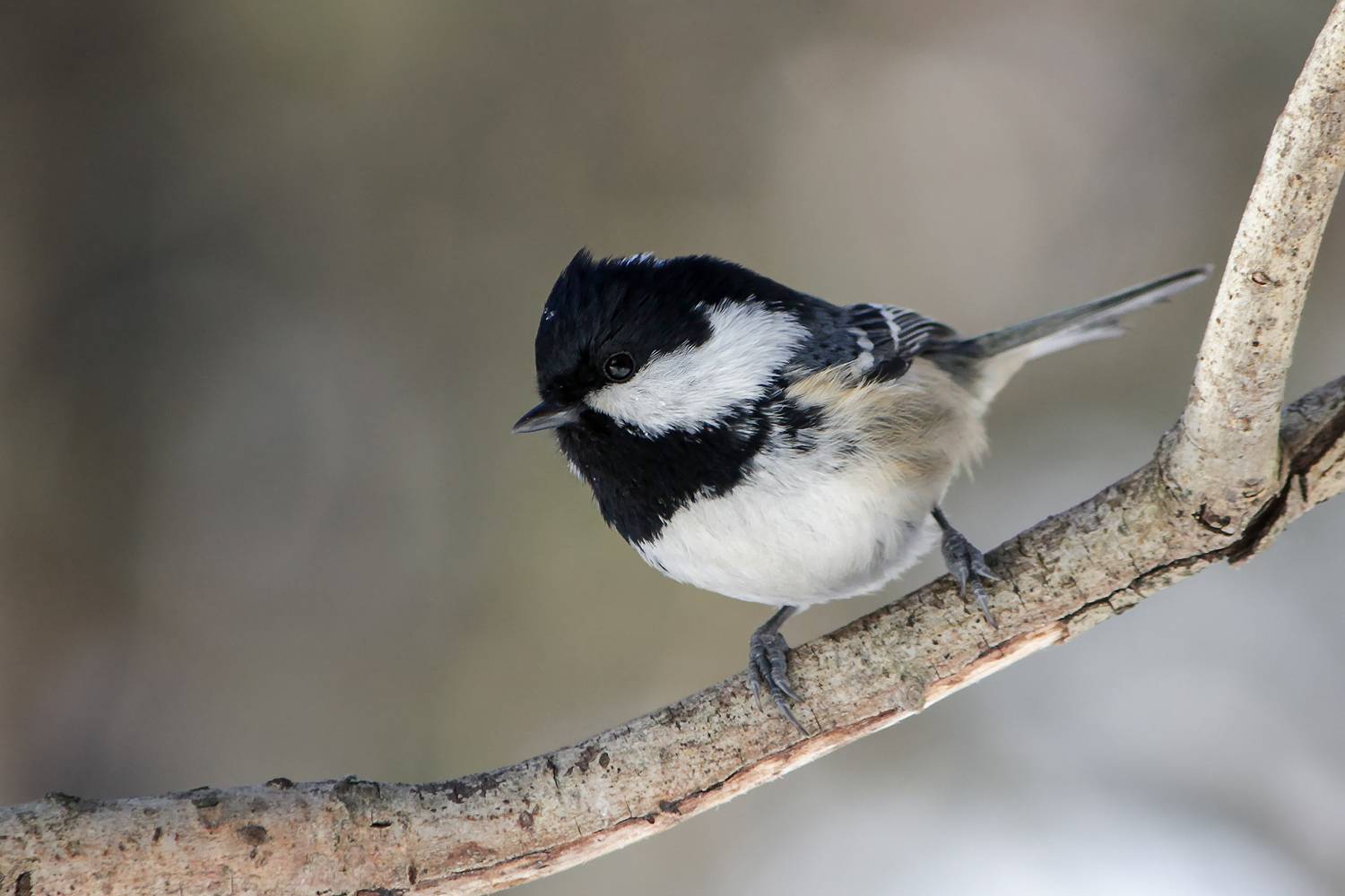 синица, синица-московка, periparus ater, КарОл