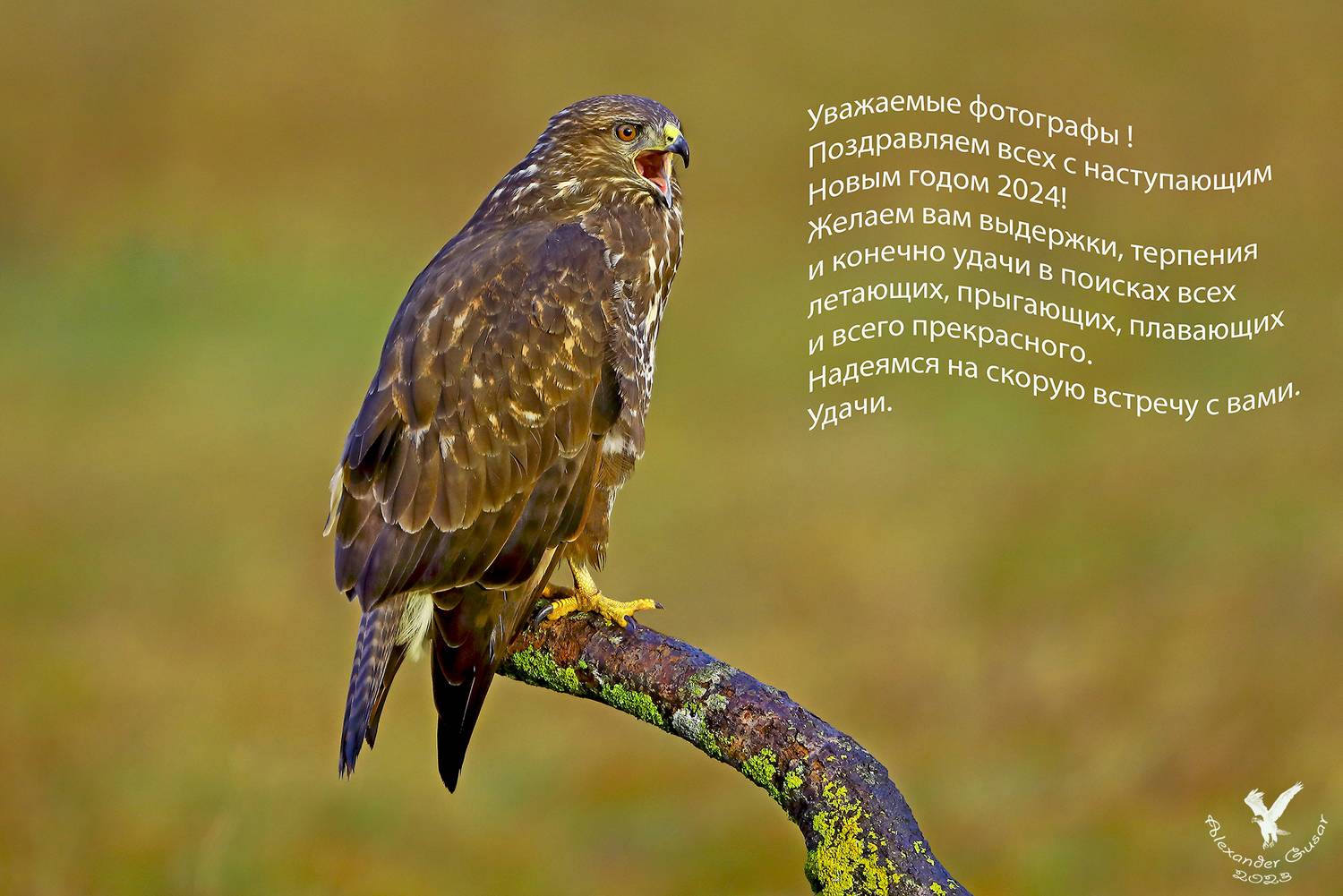 канюк, Гусар Александр