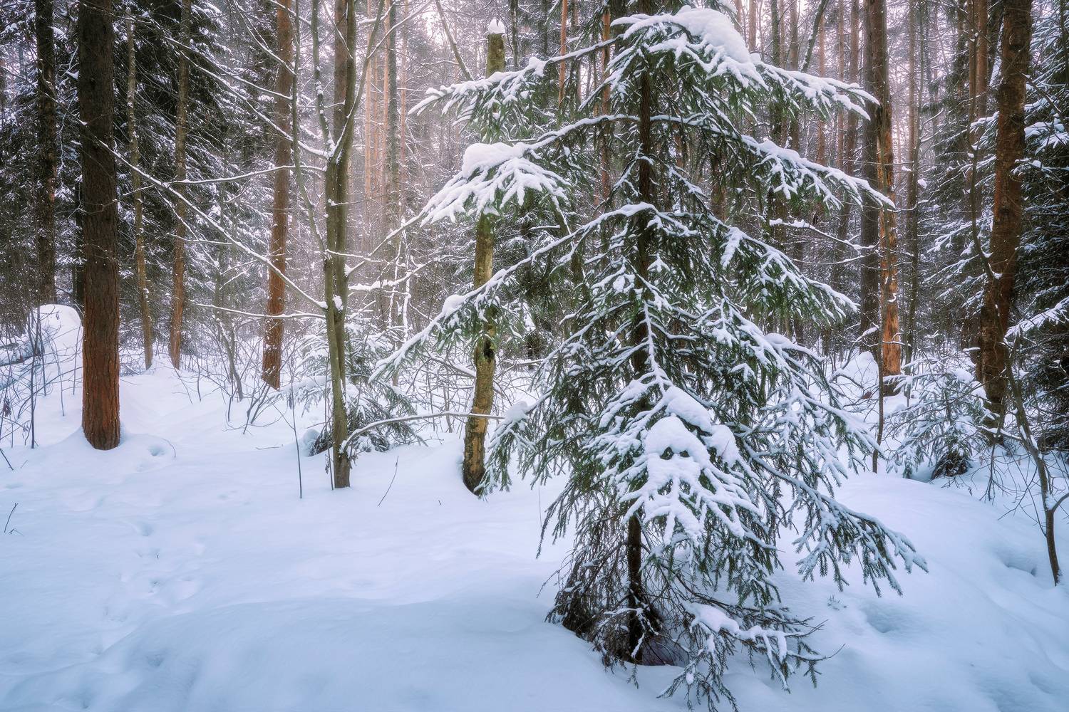 лес, деревья, снег, зима, Валерий Вождаев