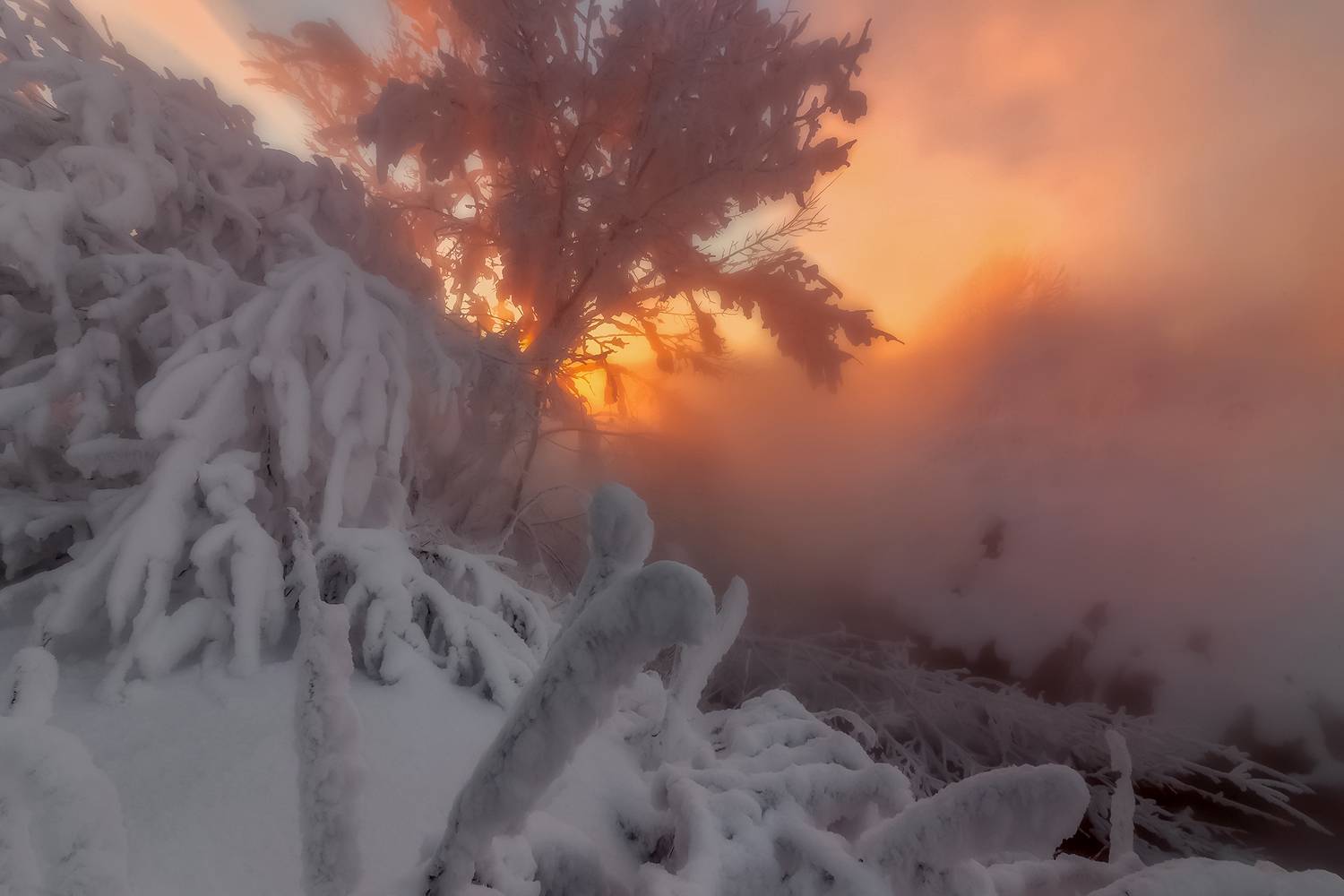 иней, пар, холод, изморозь, закат, куст,, Анкудинов Леонид