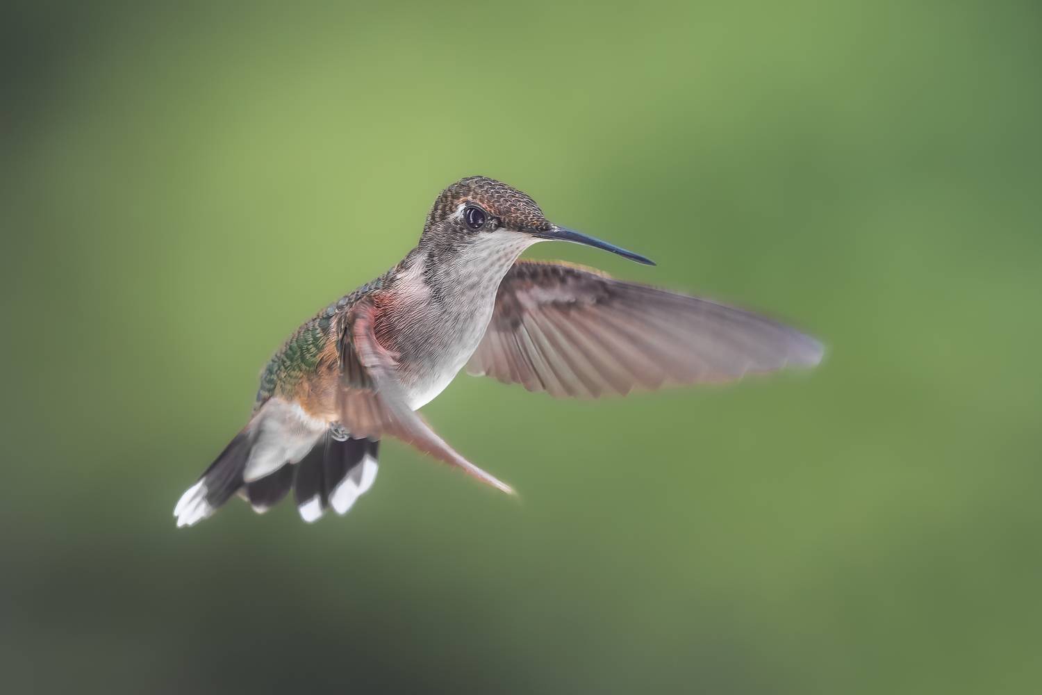 bird, humming, hummingbird, hummingbirds, hummer, rufous, nature, animals, wild, action, dynamic, Atul Saluja