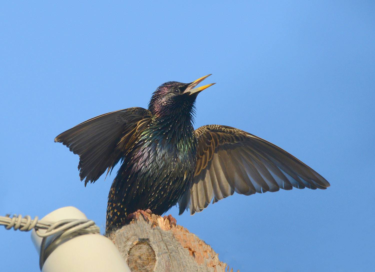 , Белоусов Михаил