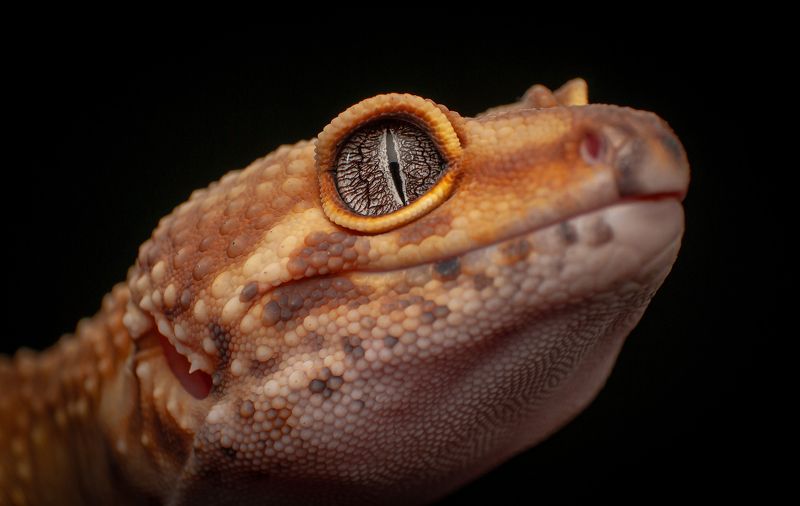 Tangerine Leopard Gecko фото превью