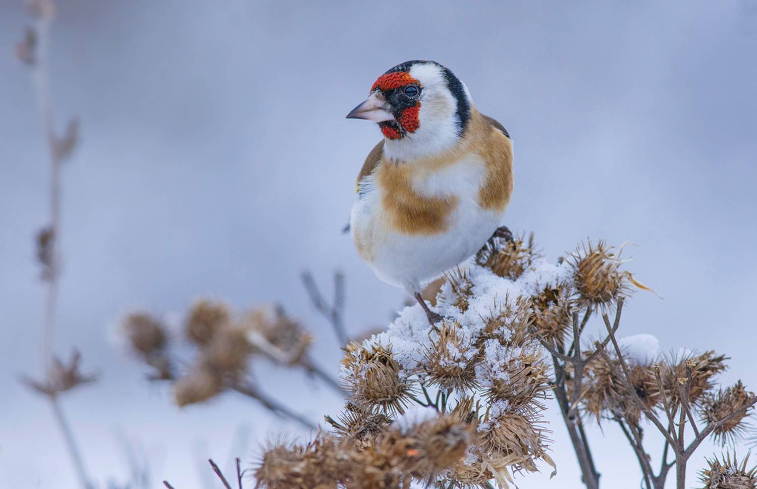 репейник,щегол,зима, Иван