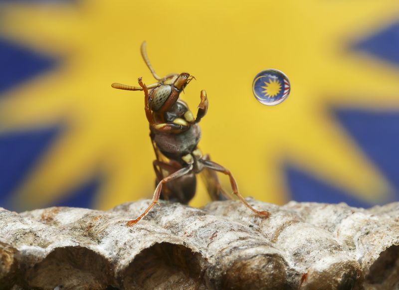 #macro#wasp#outdoor#colors Wasp Water Bubbling фото превью