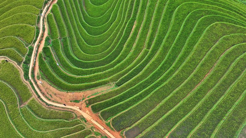 #arial #landscape #terraced # ricefarming #vietnam #MucangChi Nature\'s wave фото превью