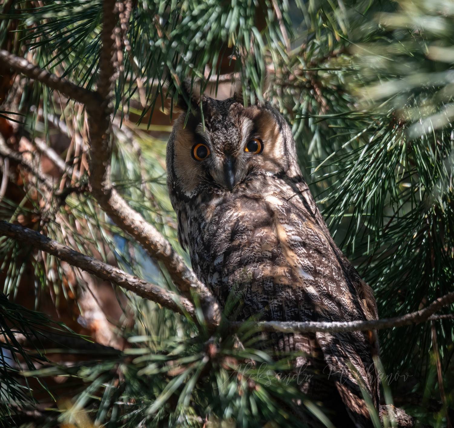 взгляд, Плеханов Александр