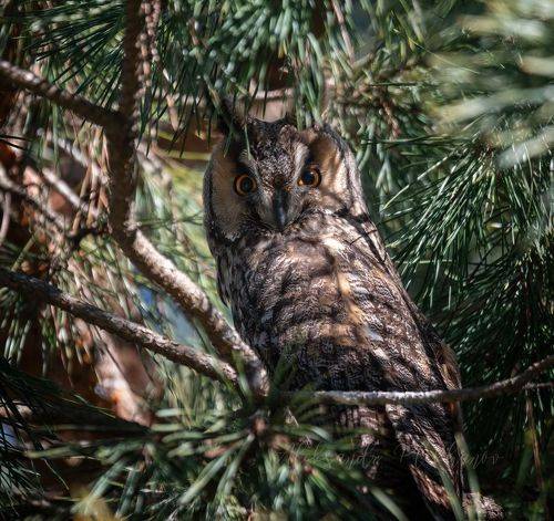 Пронзительный взгляд