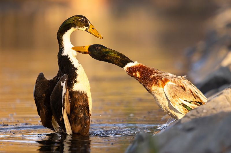 Duel фото превью