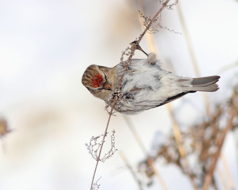 чечётка, carduelis flammea, common redpoll, парк имени макса ашманна Чечётки фото превью