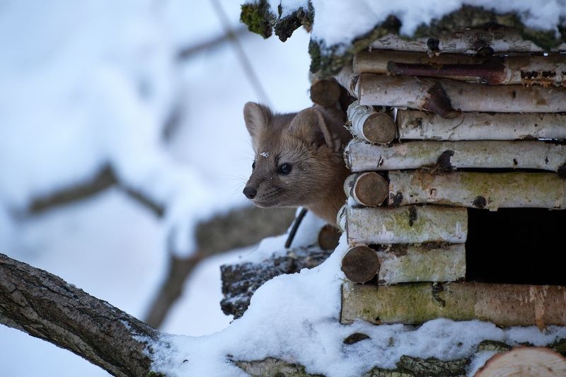 Красноярские Столбы, соболь, красноярск Кто, кто в теремочке живёт? фото превью