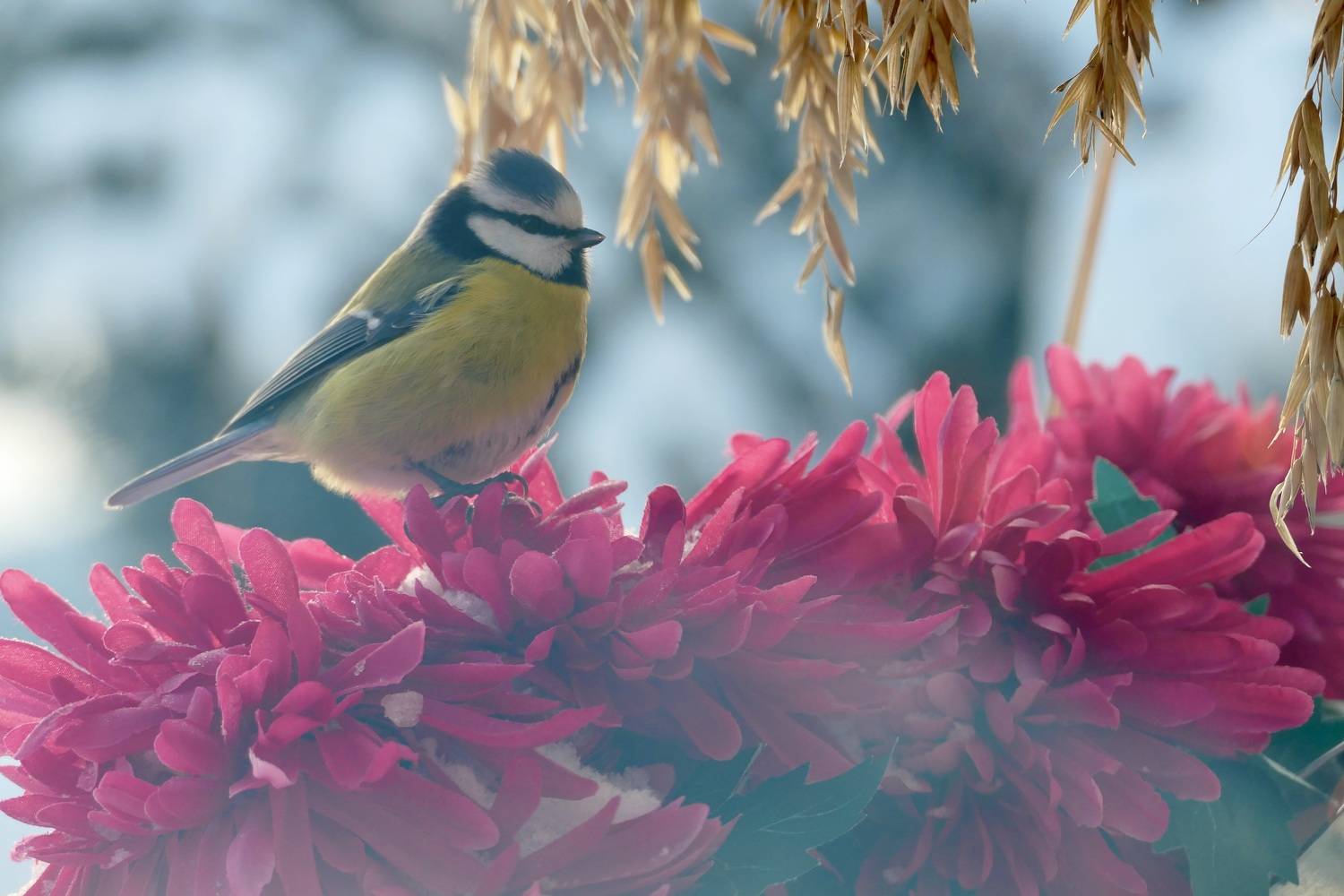 animals, blue tit, birds, winter, colors, flowers, pink, nature, , Svetlana Povarova Ree