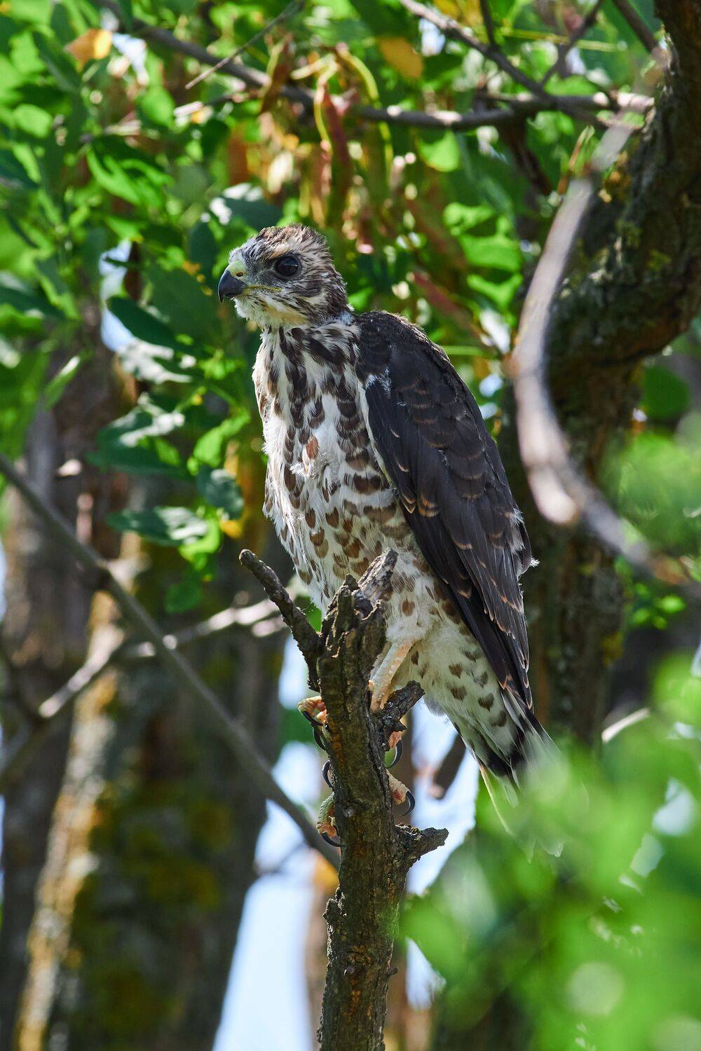 volgograd, russia, wildlife, bird, birds, birdswatching, Accipiter brevipes, , Сторчилов Павел