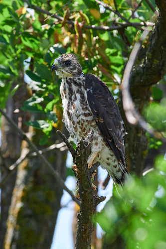 Accipiter brevipes