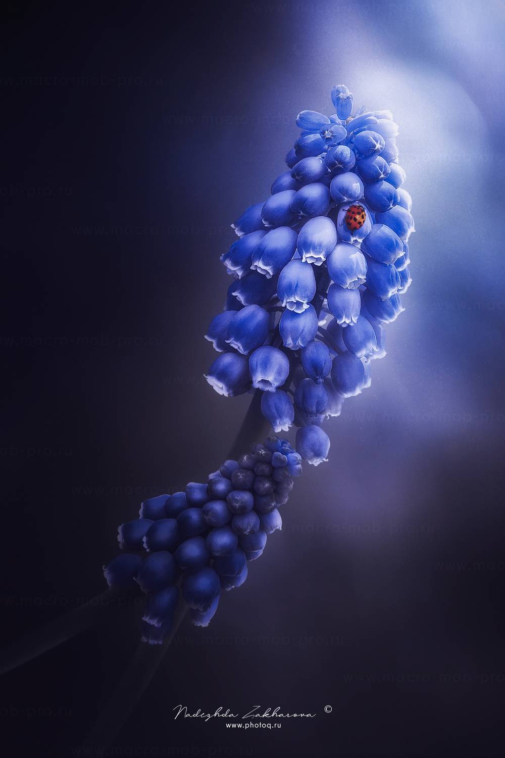 , Захарова Надежда