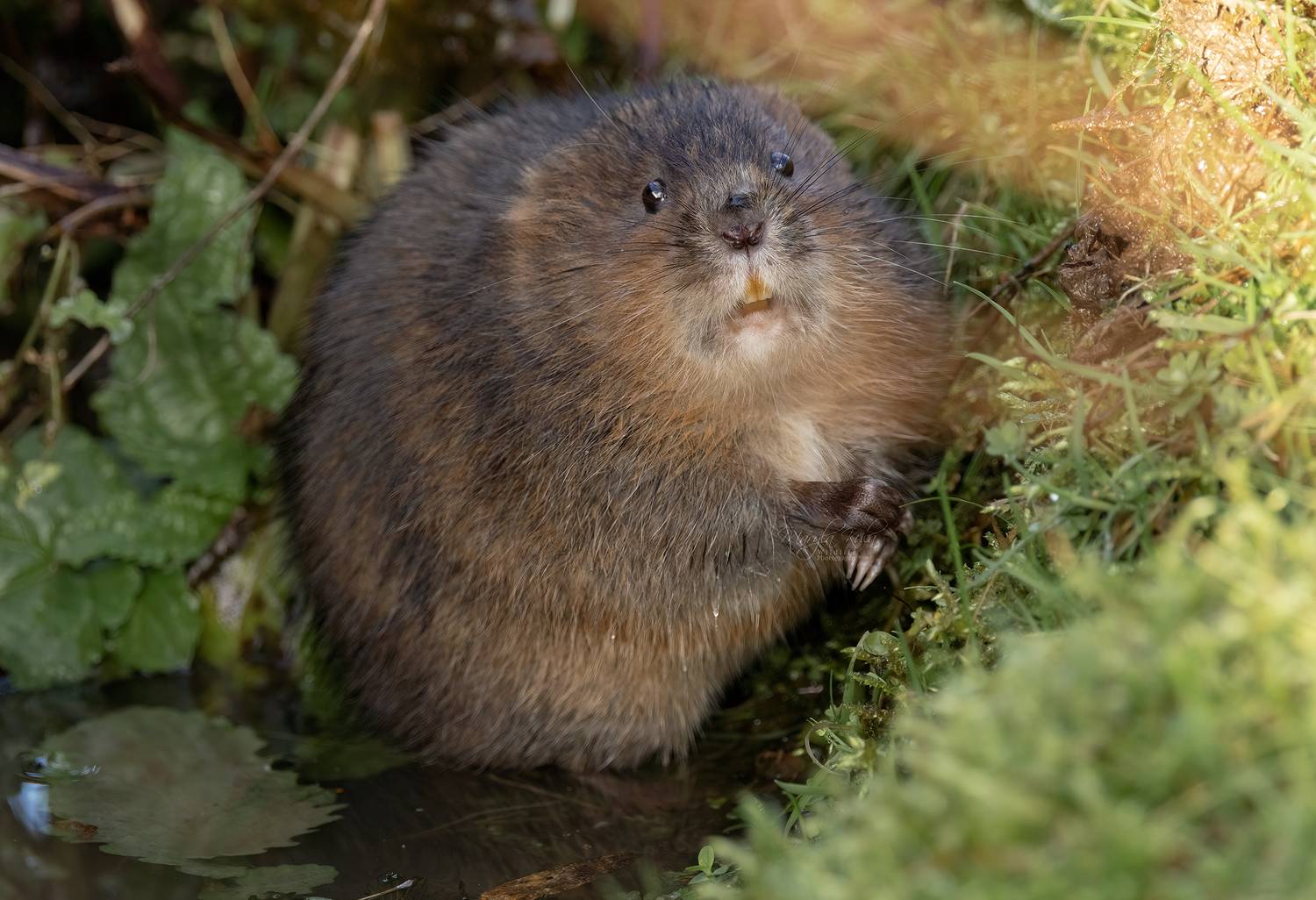 water vole, rodent, animals, nature, wildlife, canon, MARIA KULA
