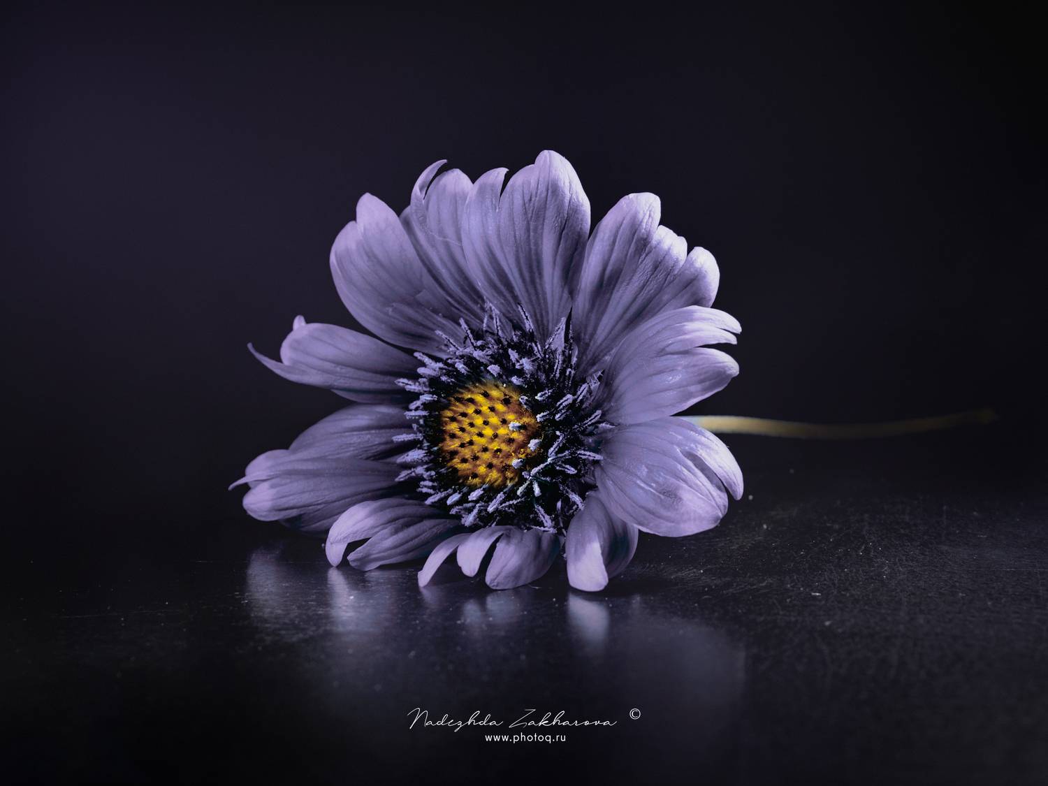 , Захарова Надежда