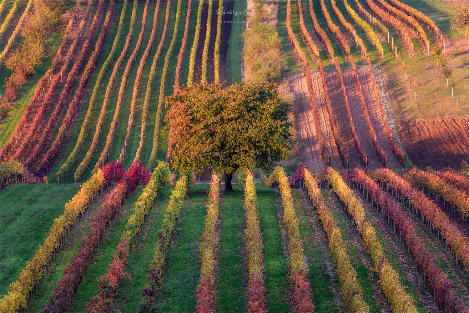 южная моравия,пейзаж,линии,south moravian,lines,свет,czech,осень,чехия,landscapes,виноградники,вишня, Гори Василий