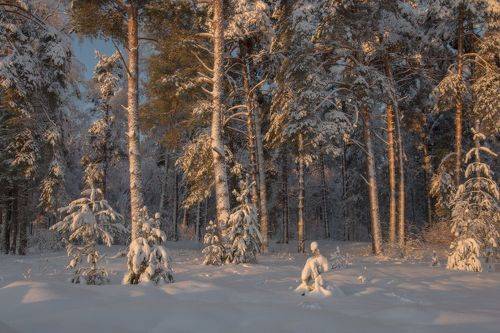 1 января. Парк. Серково.