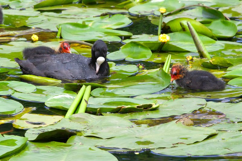 фото превью