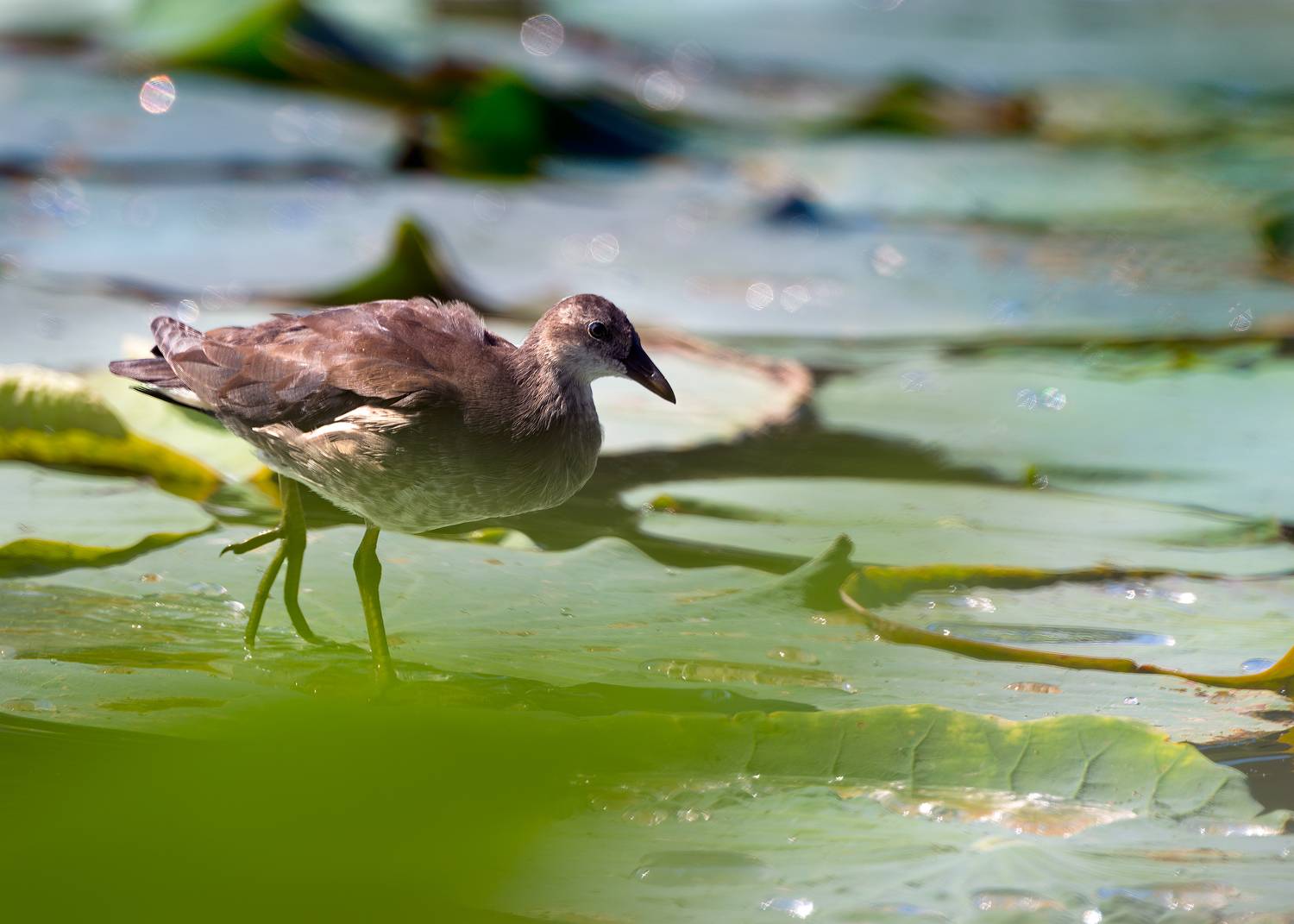 камышница, Алексей Рыльский
