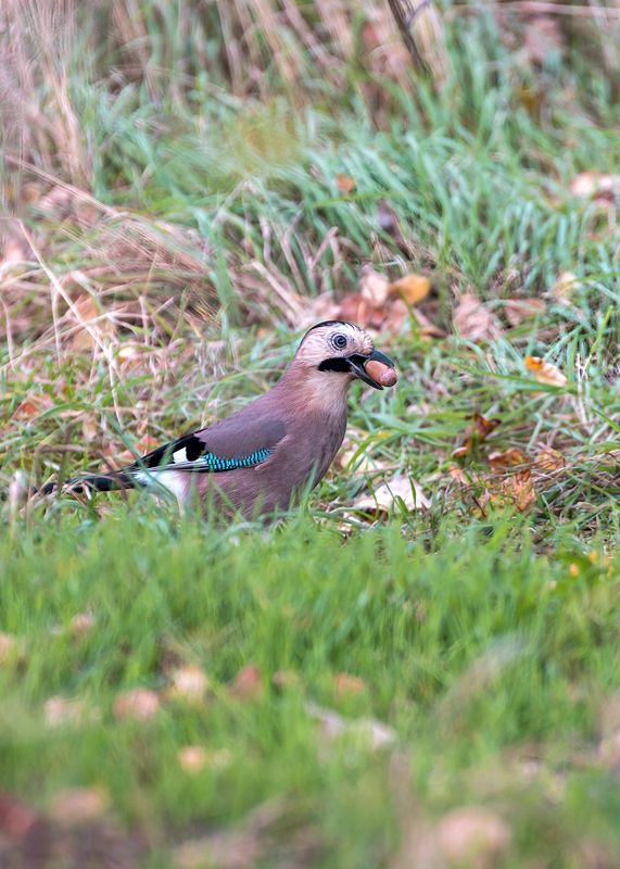 сойка Сойка фото превью