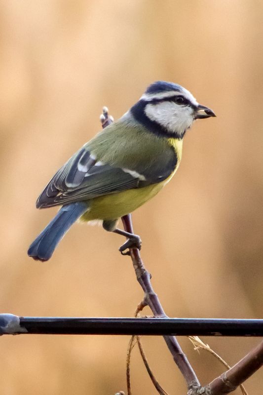 Обыкновенная лазоревка фото превью