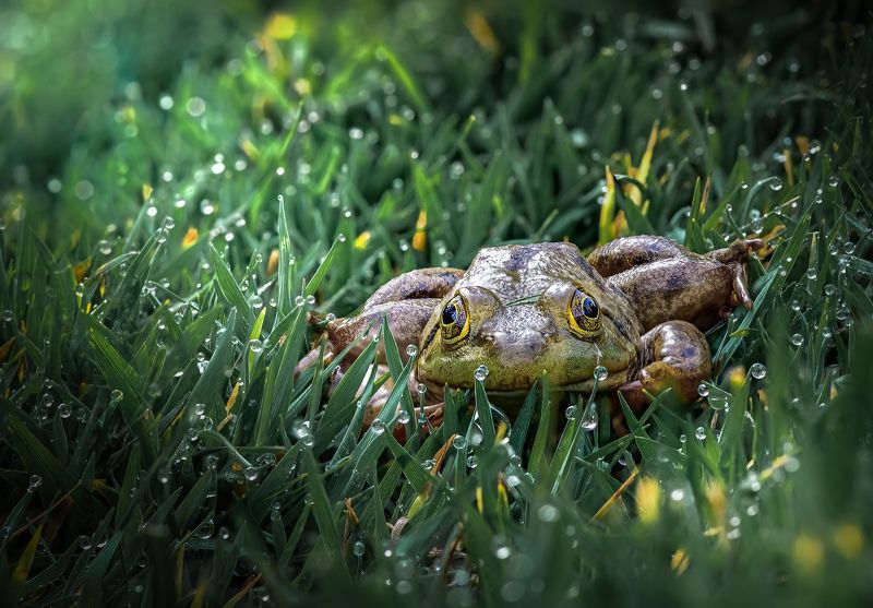 Morning light фото превью
