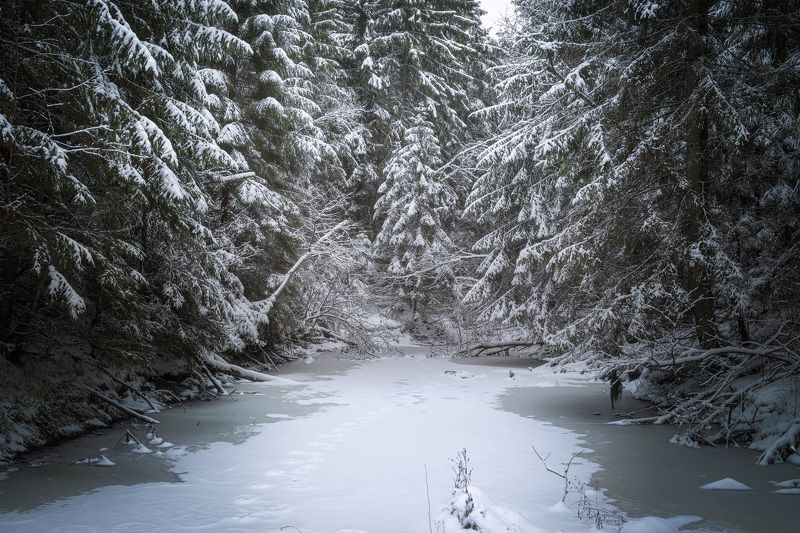 В заснеженном лесу фото превью