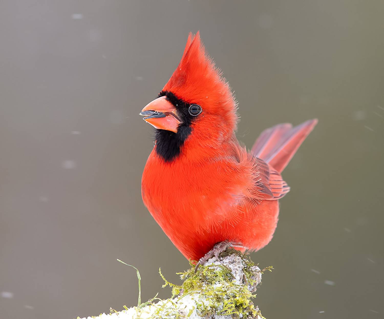 красный кардинал, northern cardinal, cardinal,кардинал, птицы на снегу, зима, Etkind Elizabeth