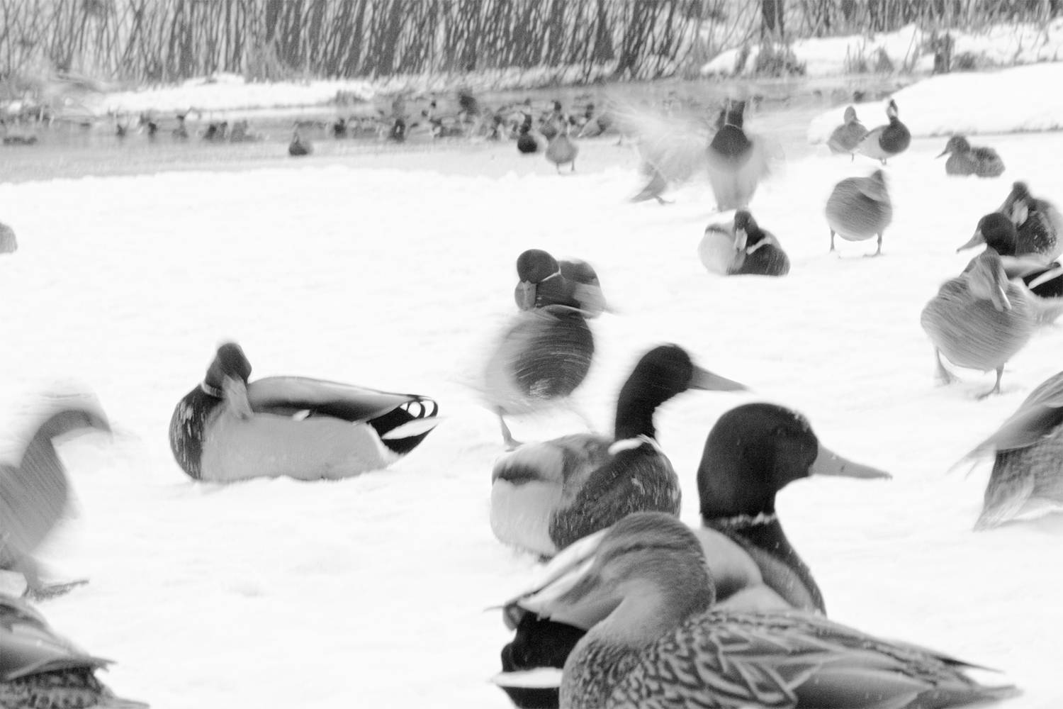 , Чудинин Дмитрий