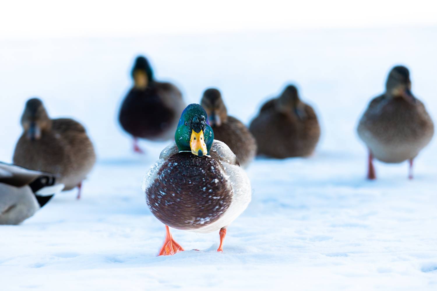 , Чудинин Дмитрий