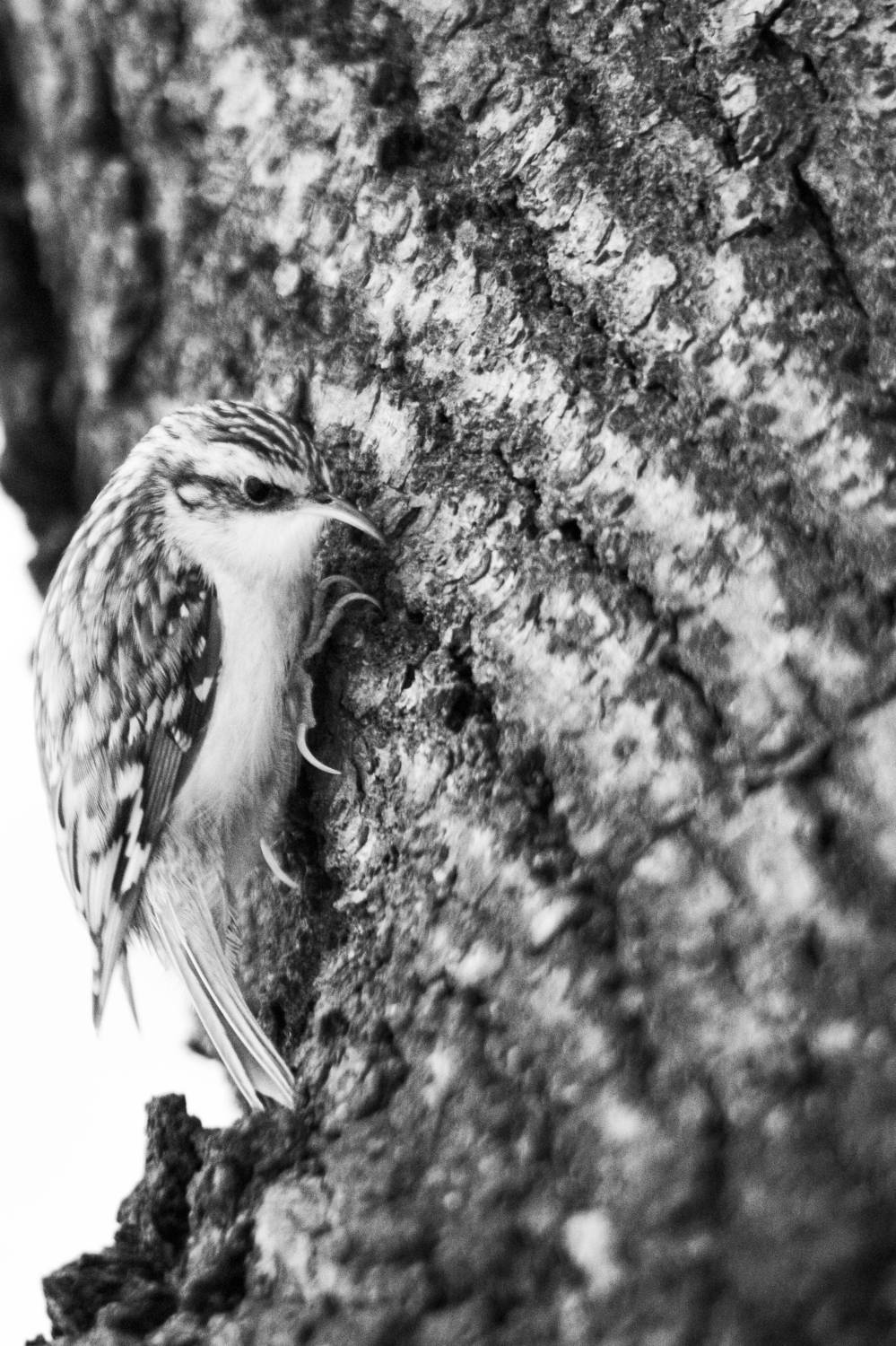 , Чудинин Дмитрий