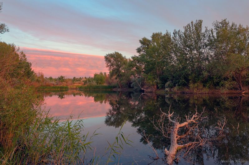 орск, природа, вечер Старое дерево фото превью
