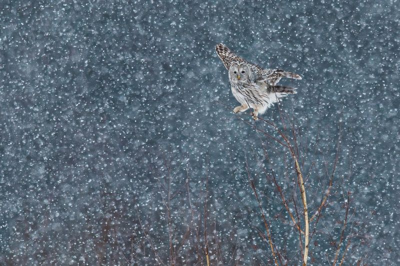 Снегопад фото превью