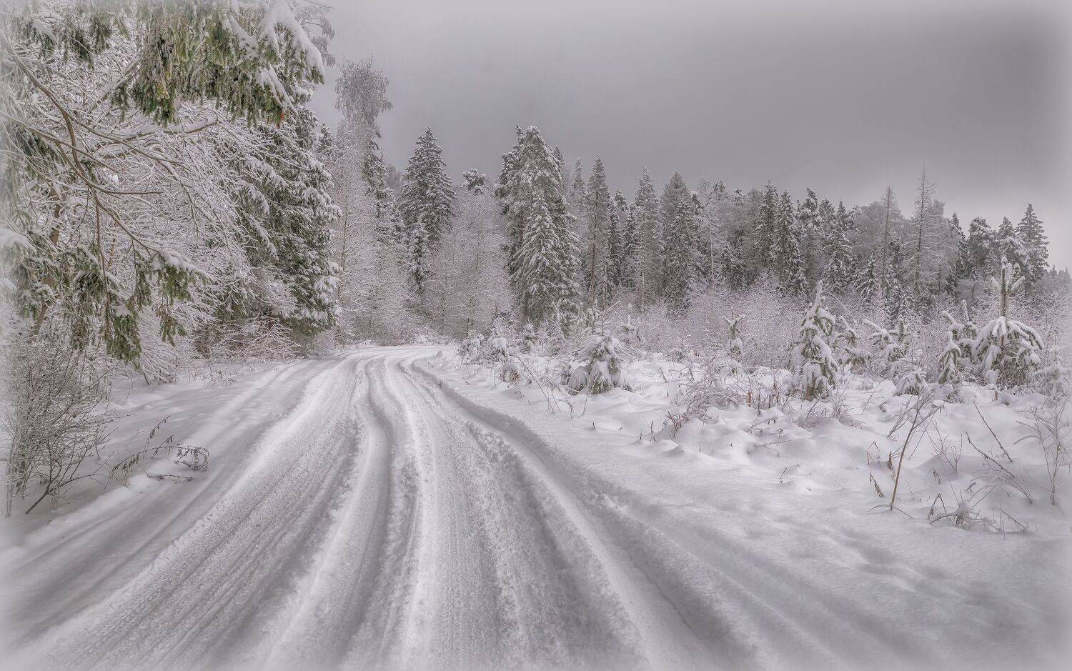 лес, зима, снег, ёлочки, Сергей Аникин