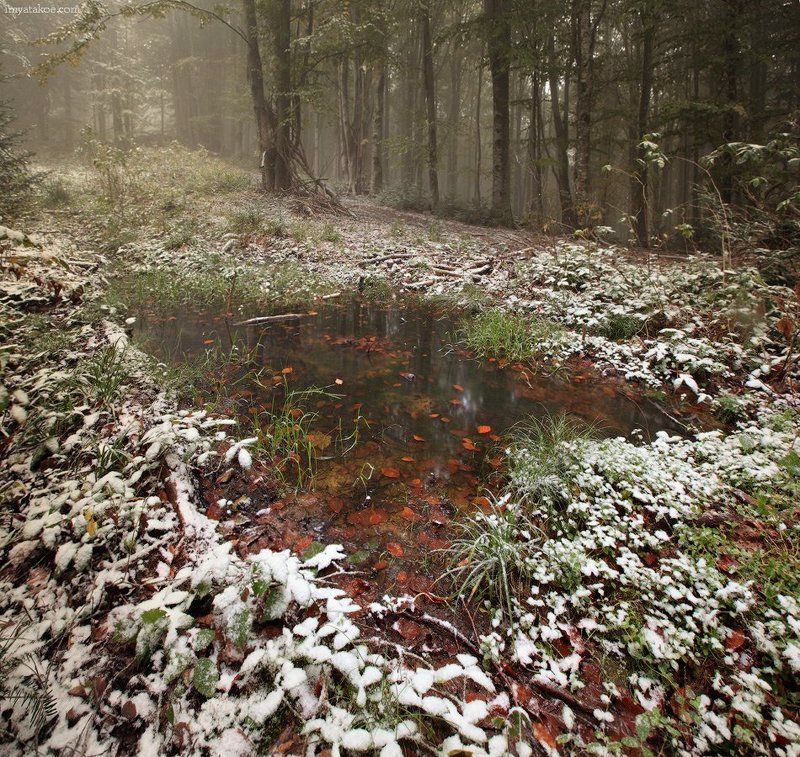 горы, карпаты В лесу фото превью