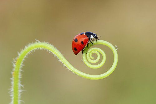 ladybug