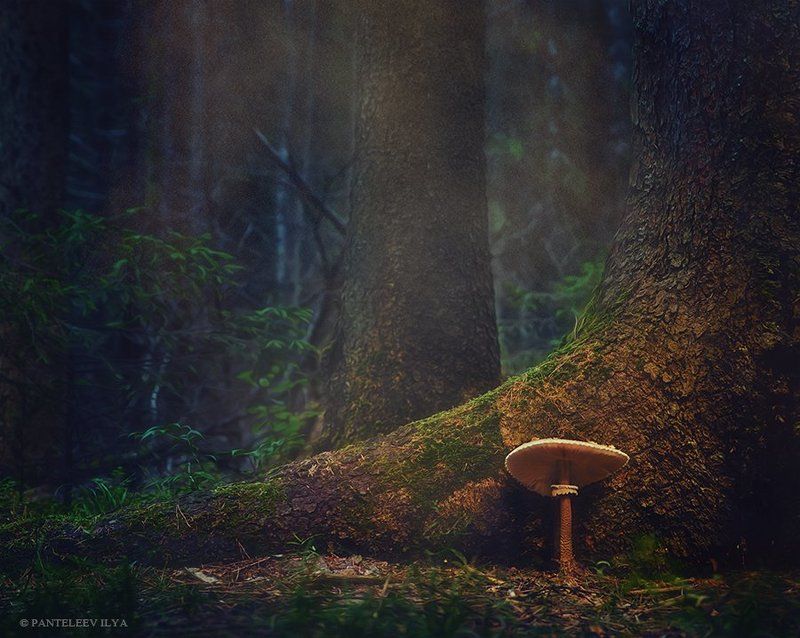 *** фото превью