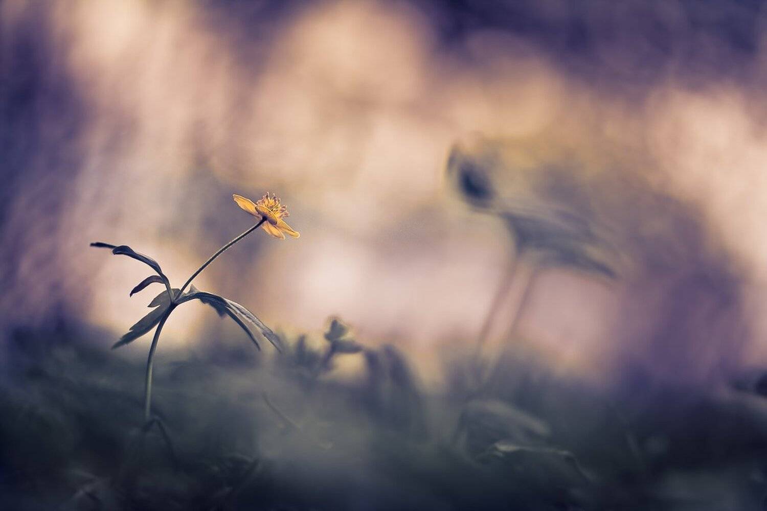 , Gabriel Prescornita