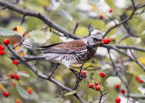 сбор боярышника