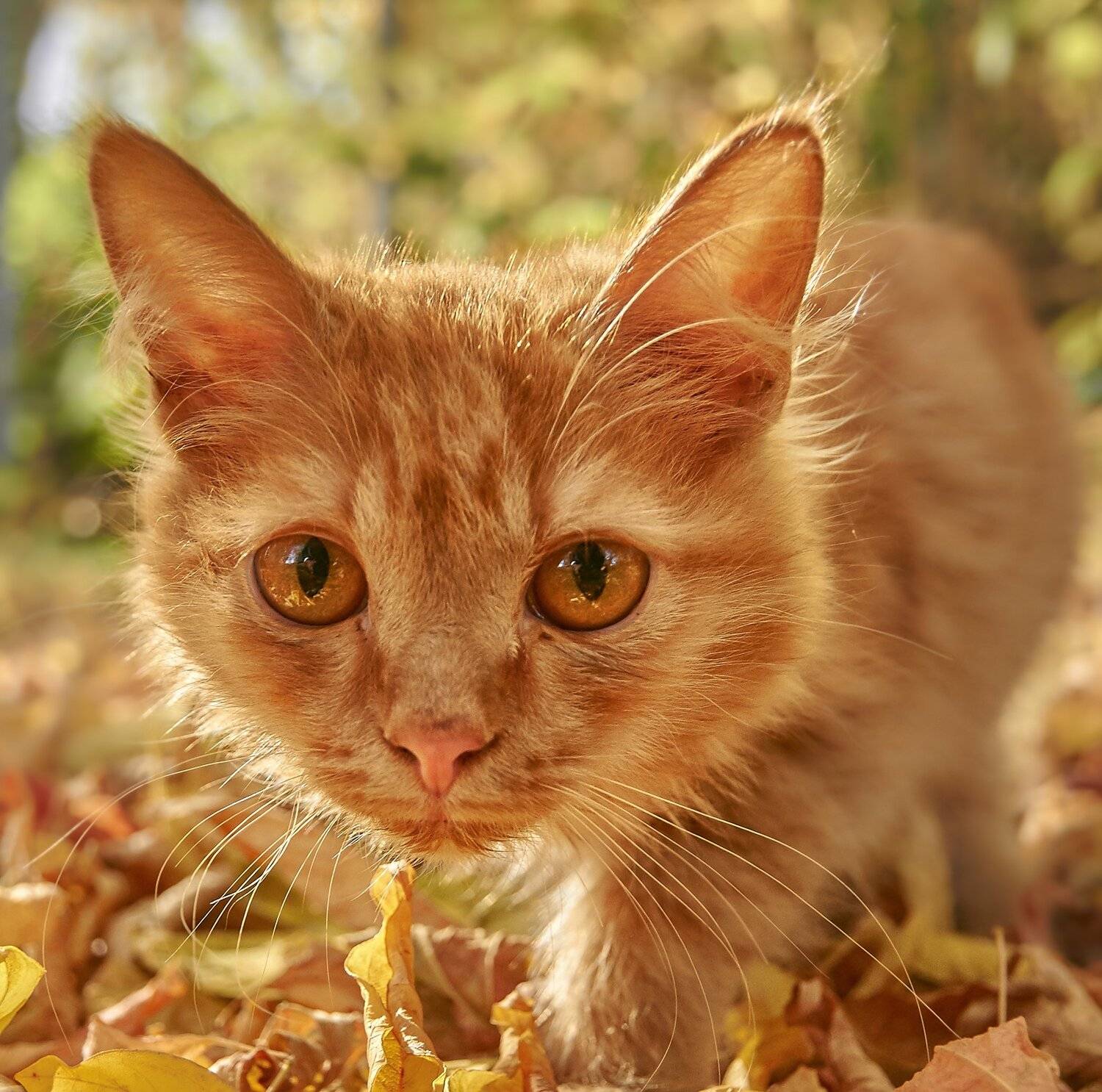 , Олег Богданов