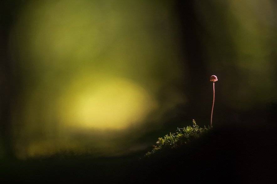 , Вячеслав Мищенко