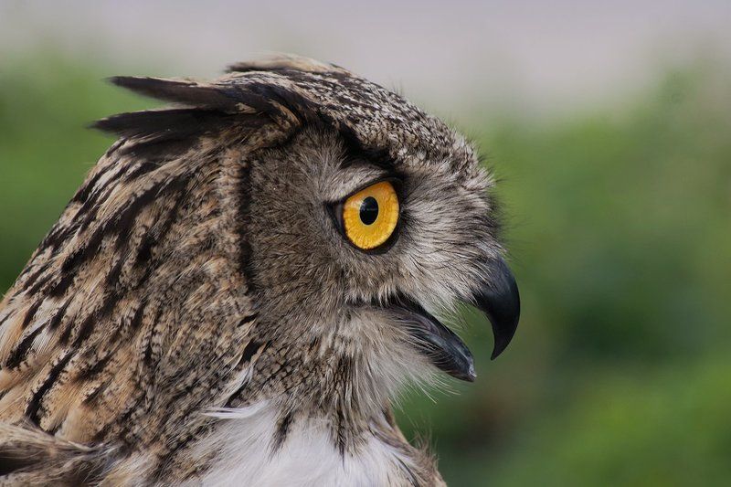 Бдить ! фото превью