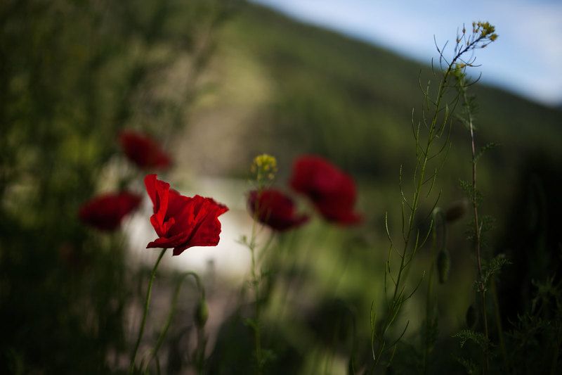 Маки фото превью