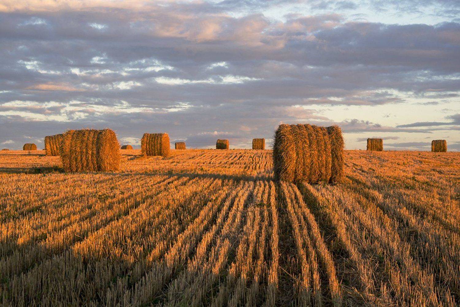 россия, природа,московская область,рулончики, солома, вечер, утро, рассвет, закат, луна, солнце, Денис Щербак