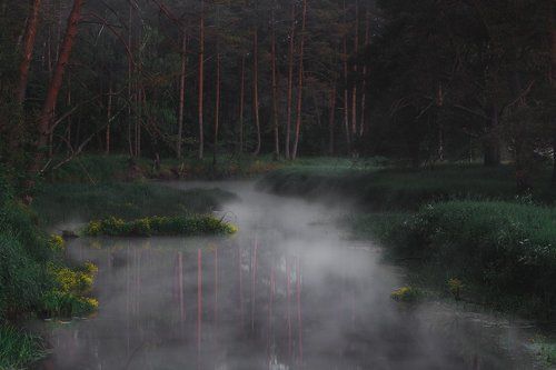 Сказочный лес