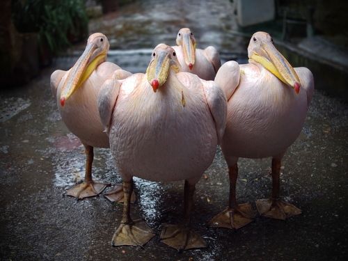 Суми-э